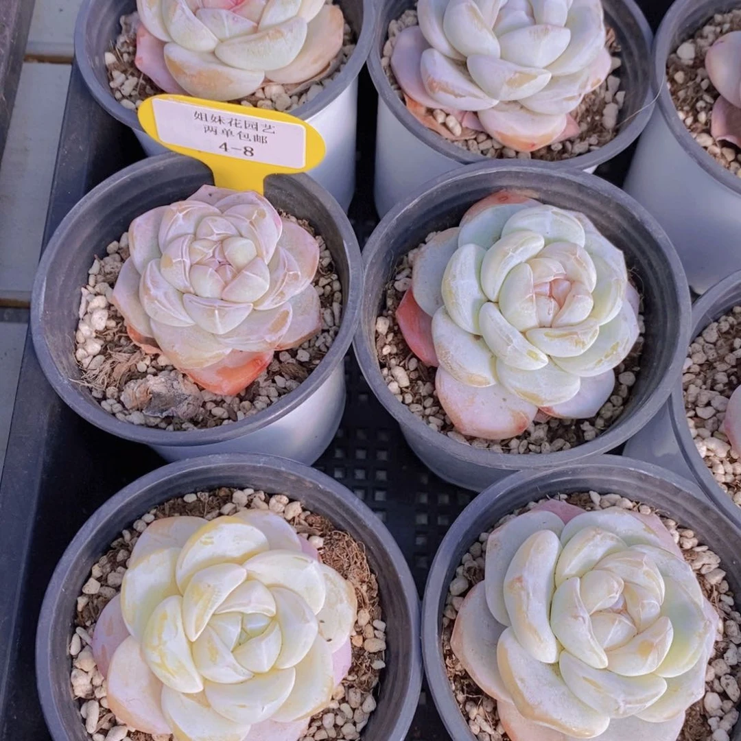 4-8-蜜雪冰橙单头一个