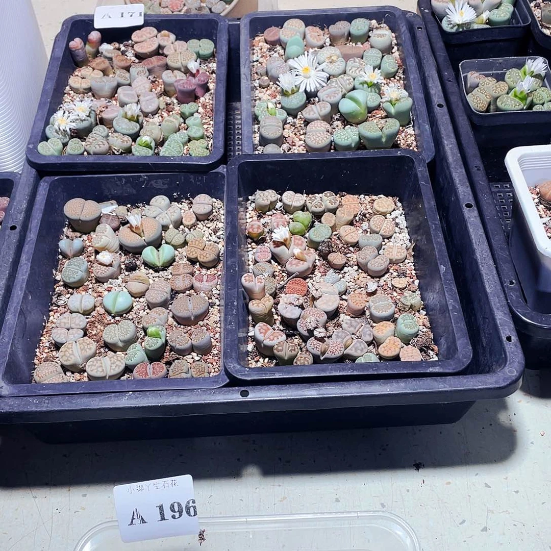 196…………开播后的第一个节目是