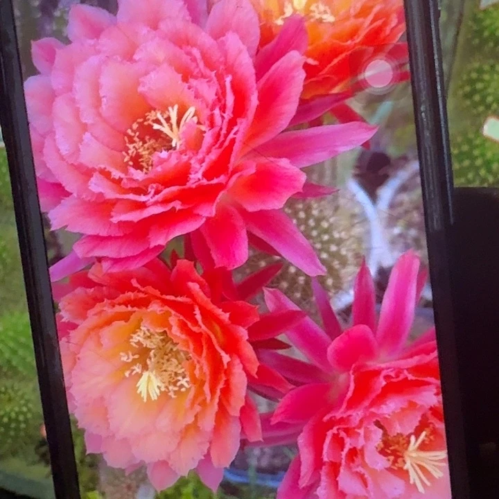 牛牛侧芽5公分毛花柱