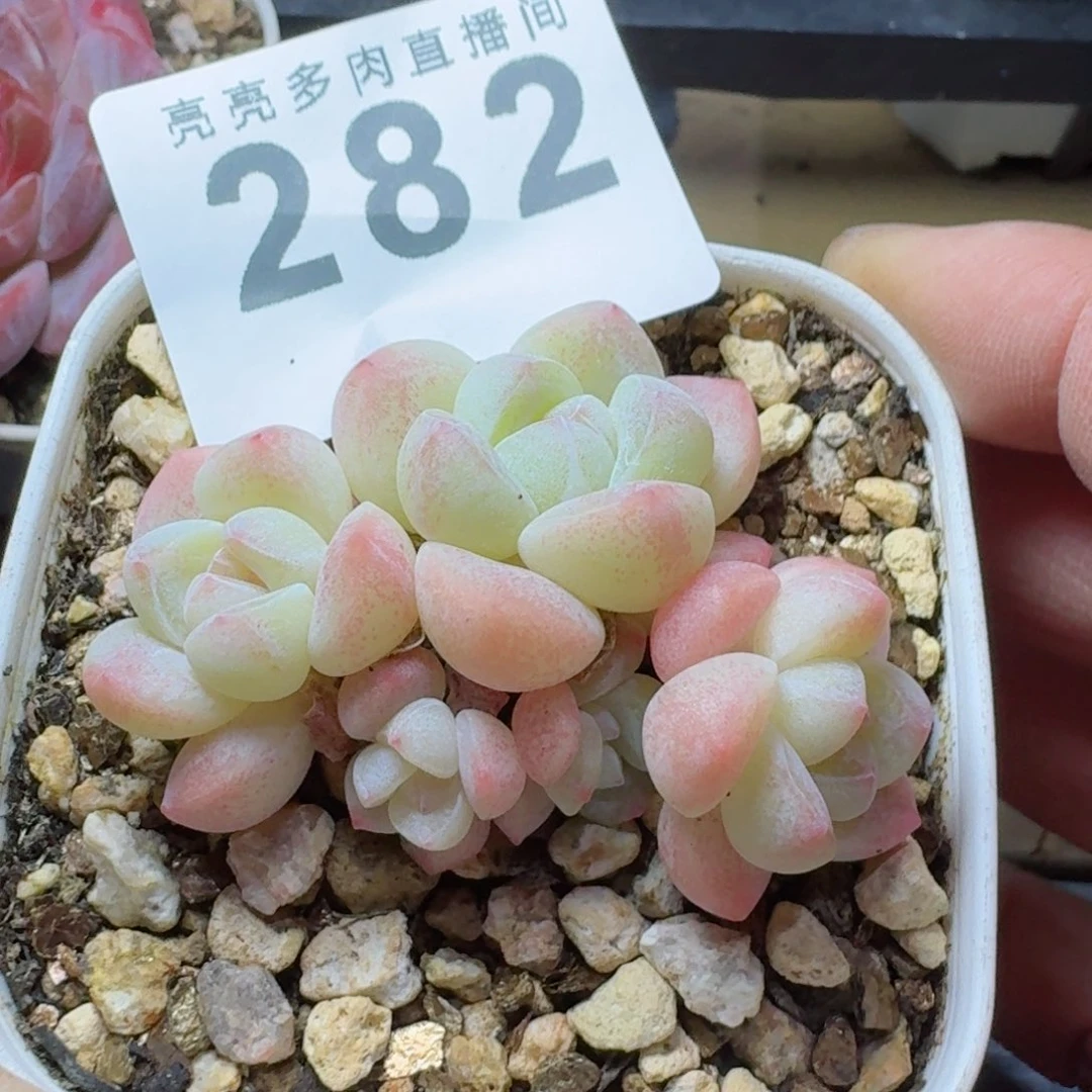 小脸冰玉          摇身一变高富帅，一夜暴富动作快