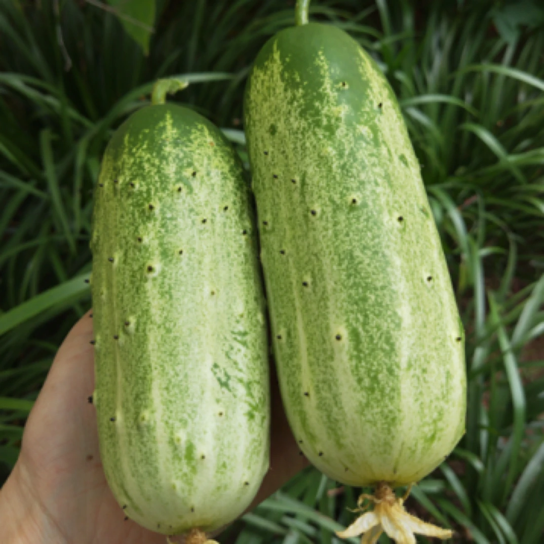 （涛涛）农村大集现收农家老品种黄瓜