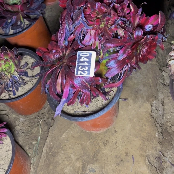 04132号美姬缀法师