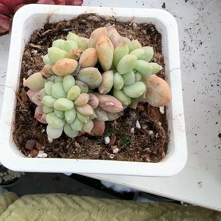 青蛙王子儿童牙膏111