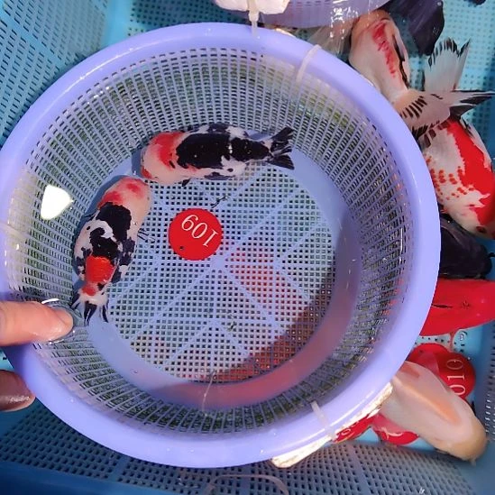 金鱼109兰寿两只特价顺丰包邮