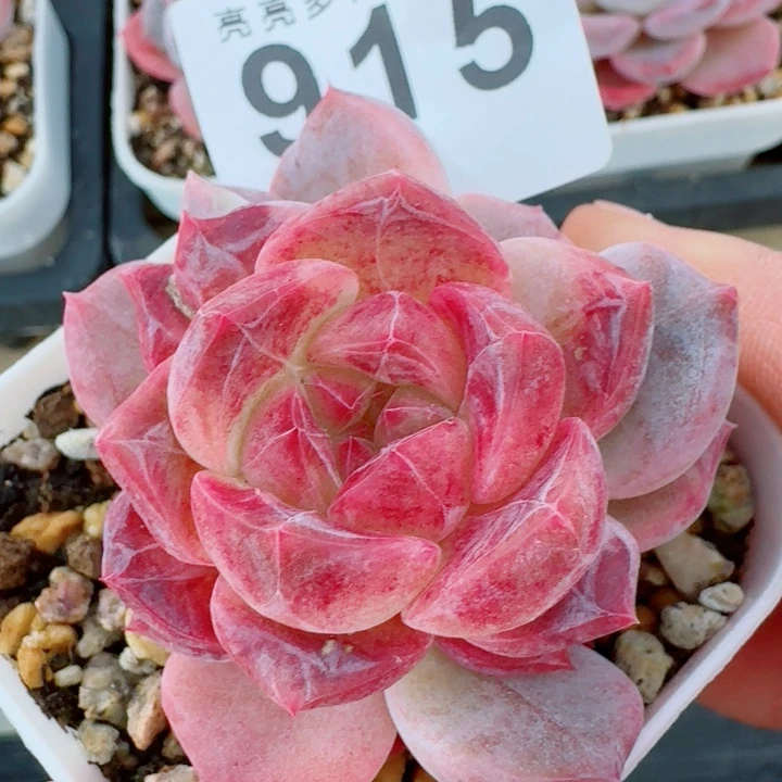 石化冰魄           精美多肉