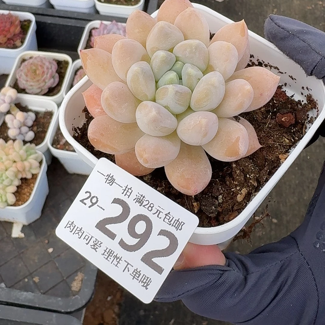 星空美人无盆土发货