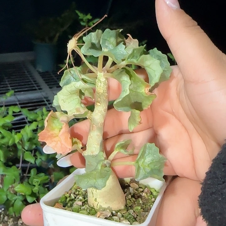 多肉植物石膏硫桑