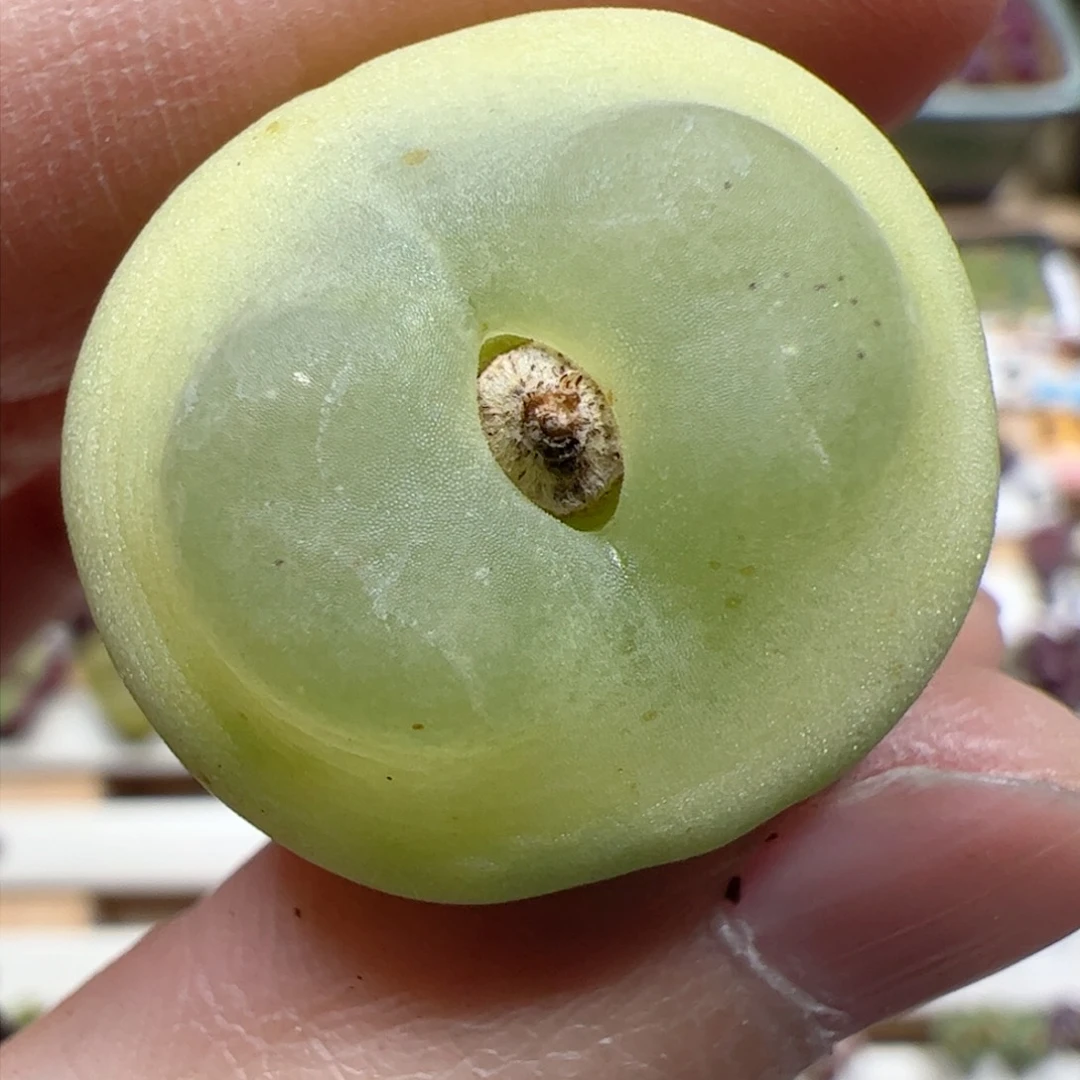 【闪购商品】84！破洞福利