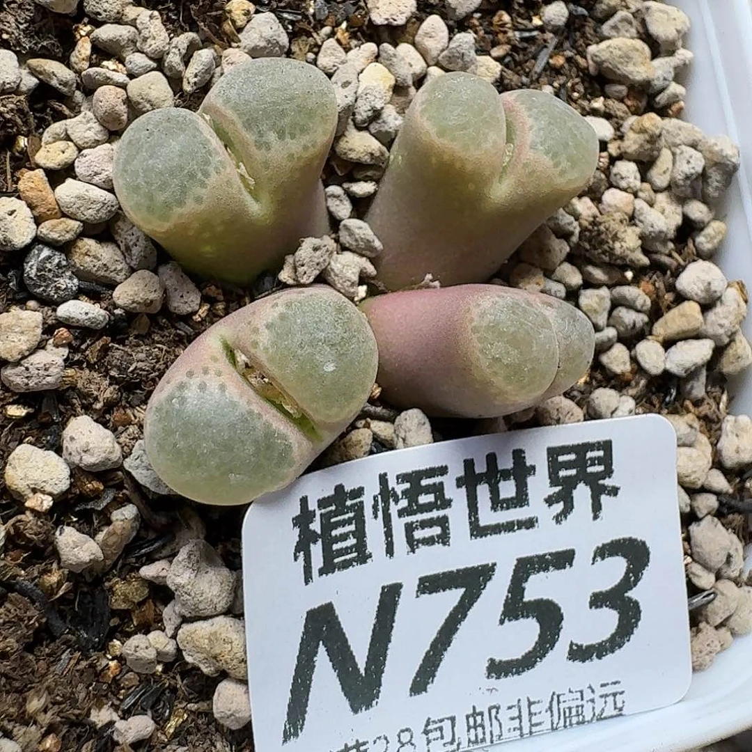 多肉植物的润泽和gg