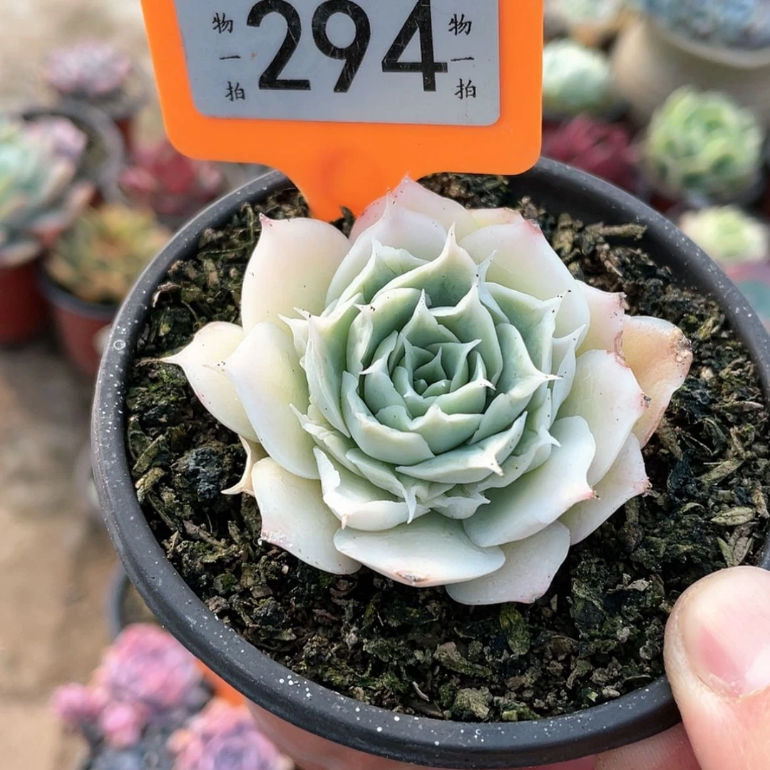 【闪购商品】大*糖294号