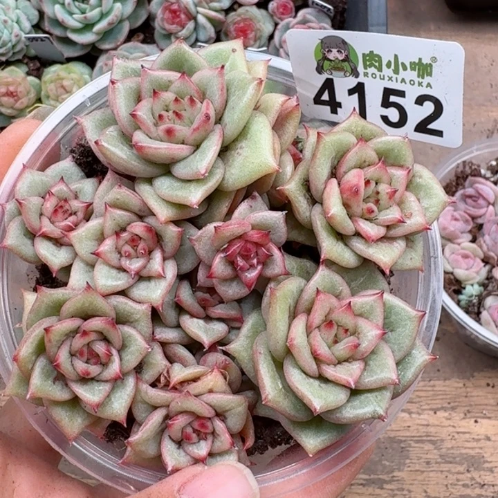 多肉植物多肉植物