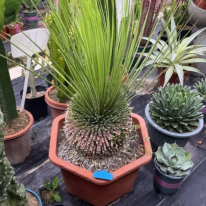 龙发吹上一物一拍