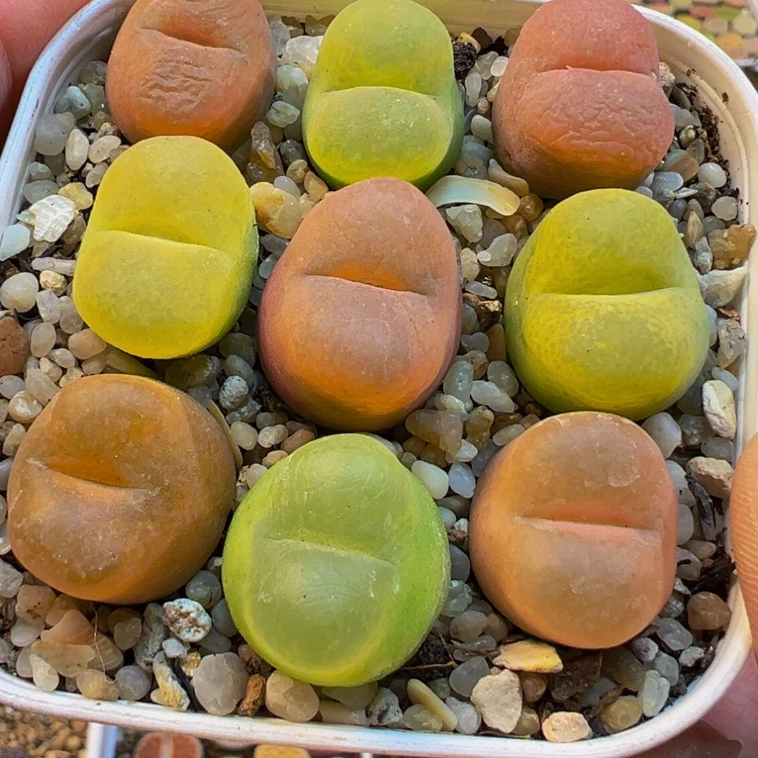 编号母本组合毛5年