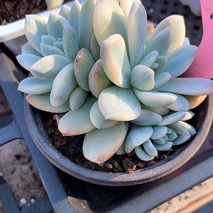 多肉植物梦露锦439多肉