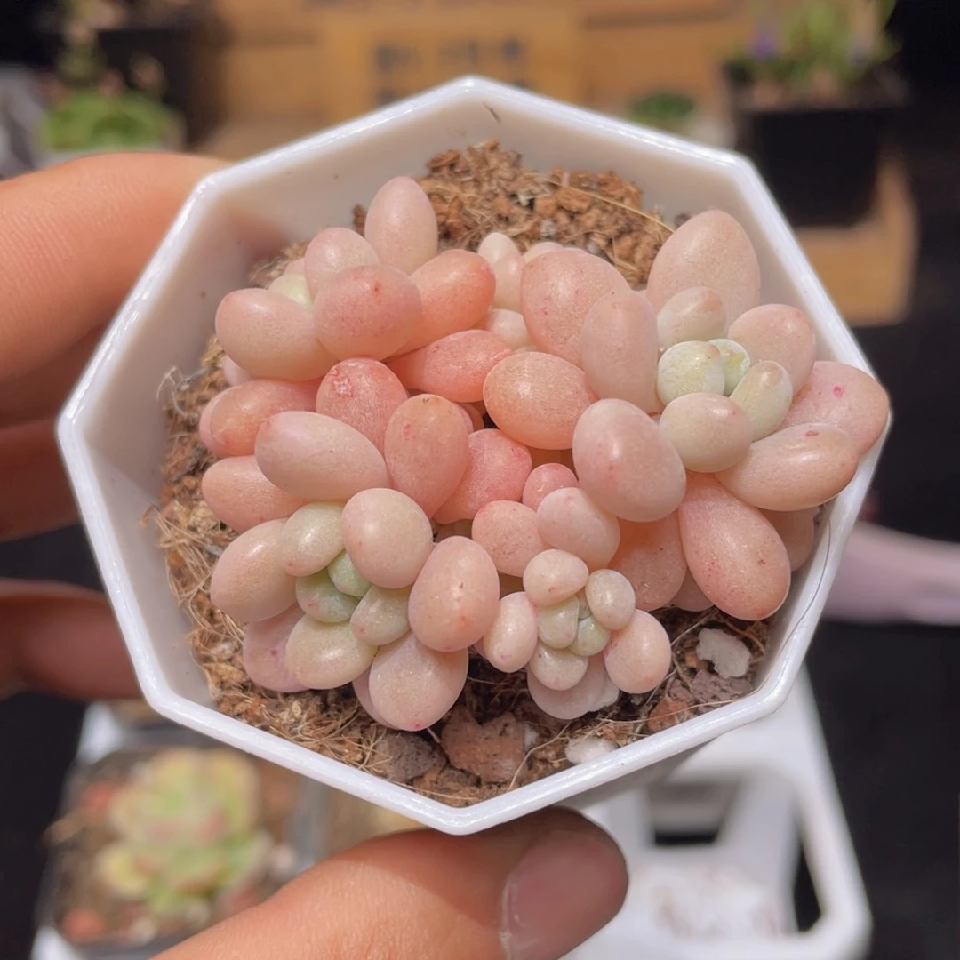 洛可可多肉9.9包邮发货