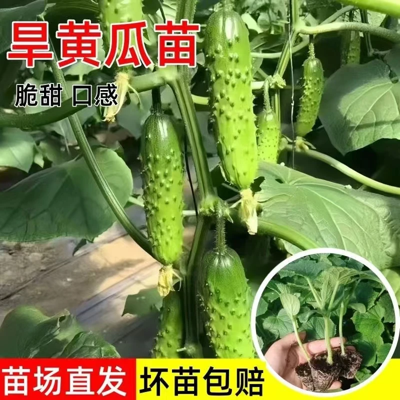 旱黄瓜秧苗优质穴盘育苗黄瓜苗山东寿光蔬菜之乡发货