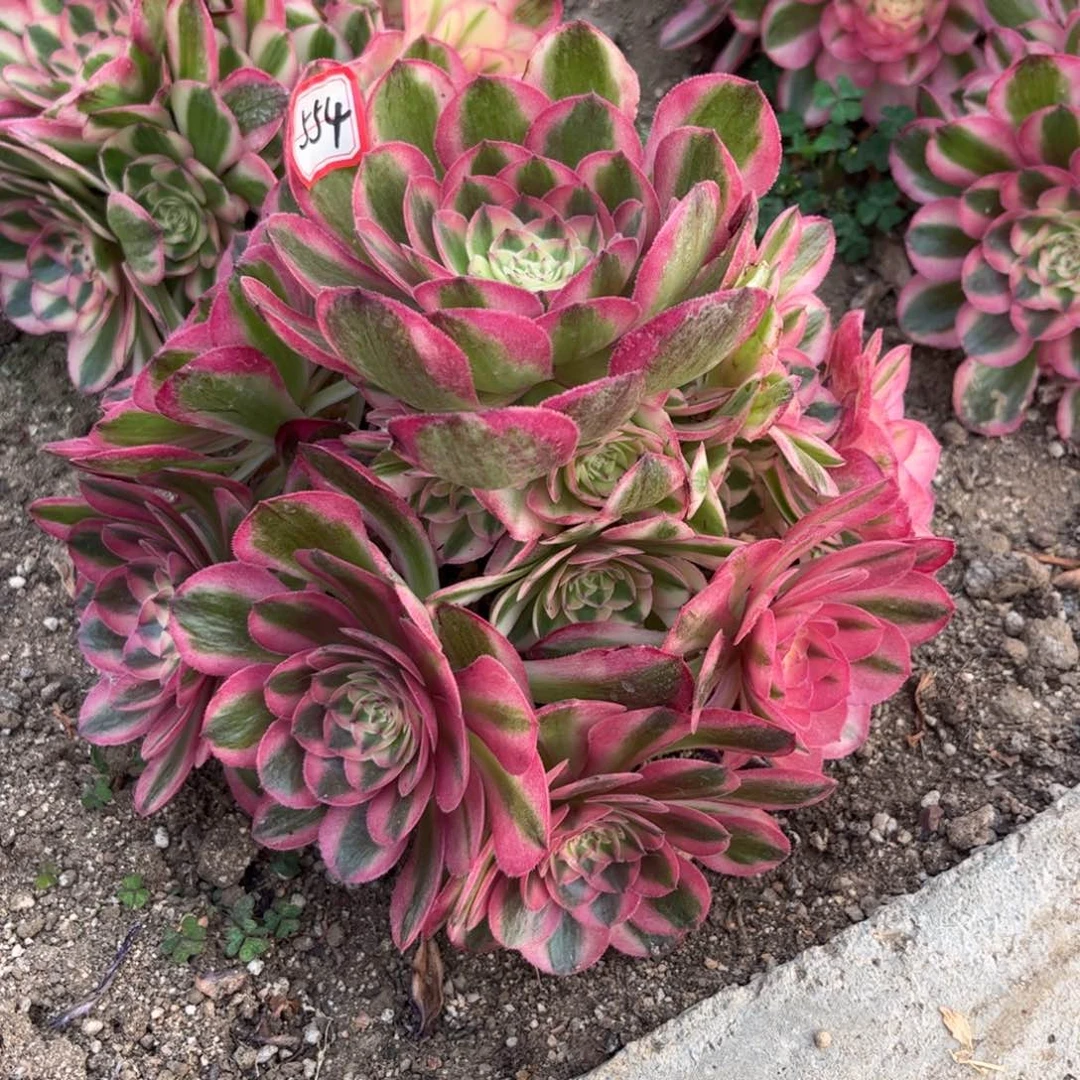 554多肉植物倾城