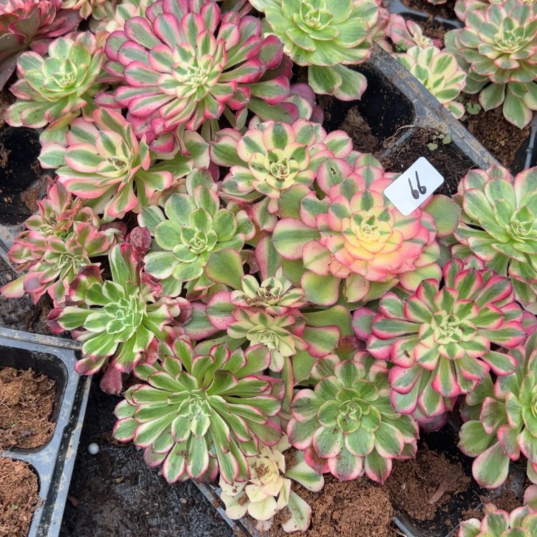 66一盘多肉嘻嘻嘻嘻