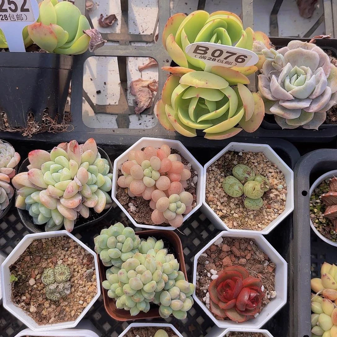 小*B076碧桃一物一拍