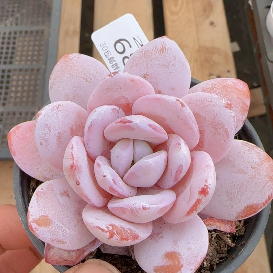 雪莲单头一颗脱土