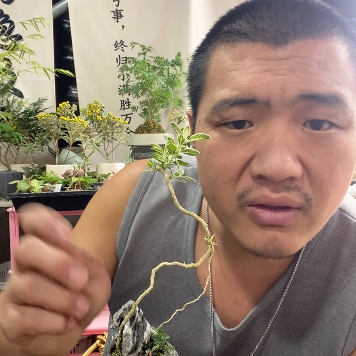 我***良以实际为准盆景绿植盆栽三