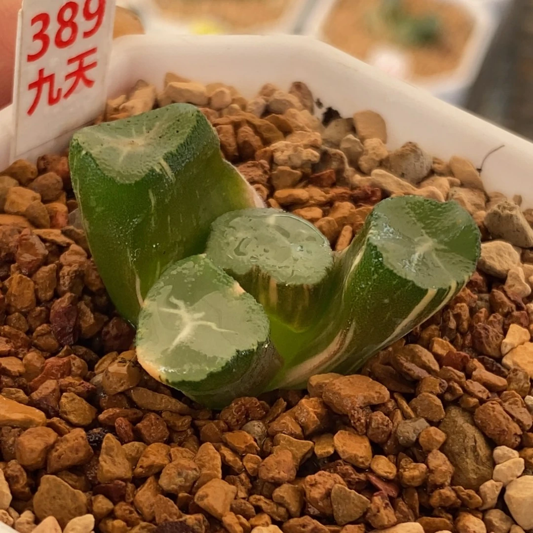 389号山之翠万象锦带盆发货