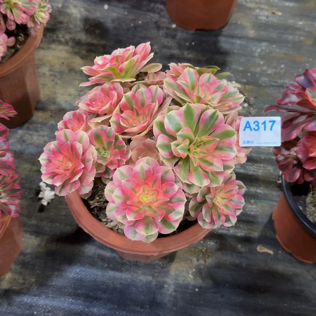 画*317女巫丛林4444冠服19左右不是大颗