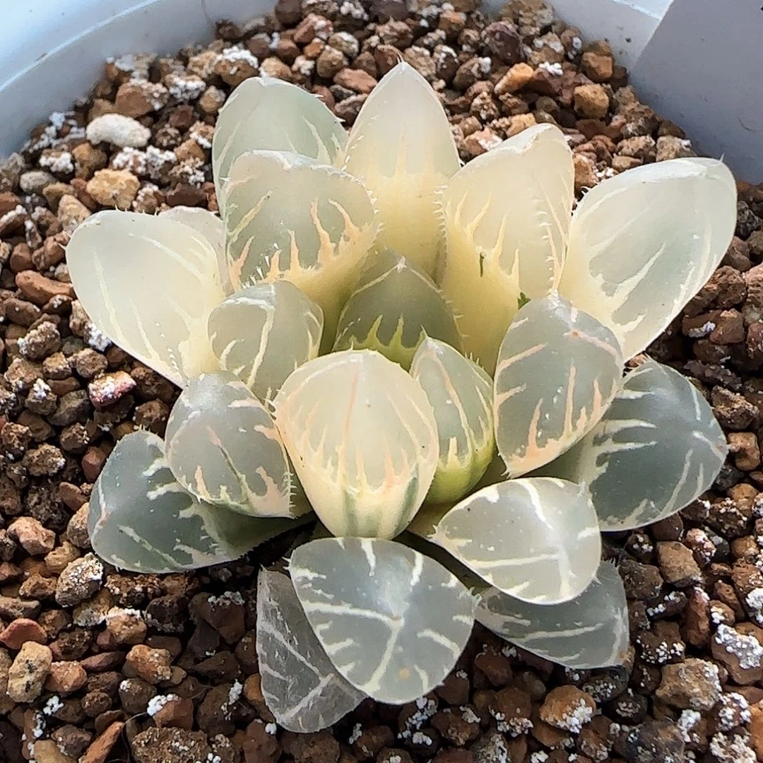 300号OH糊斑一物一拍带盆土