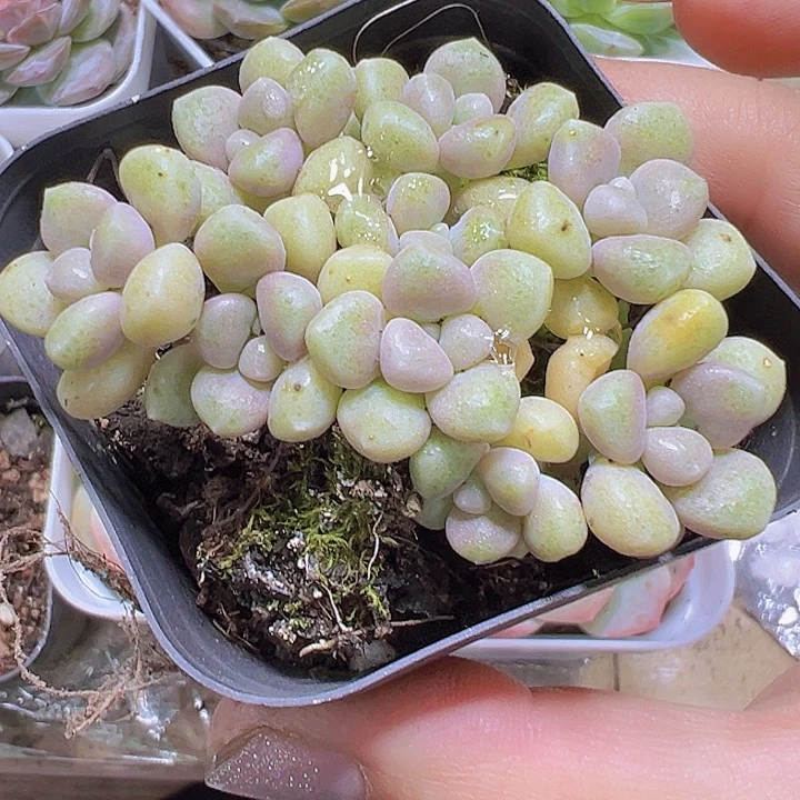 秋丽19包邮多肉植物