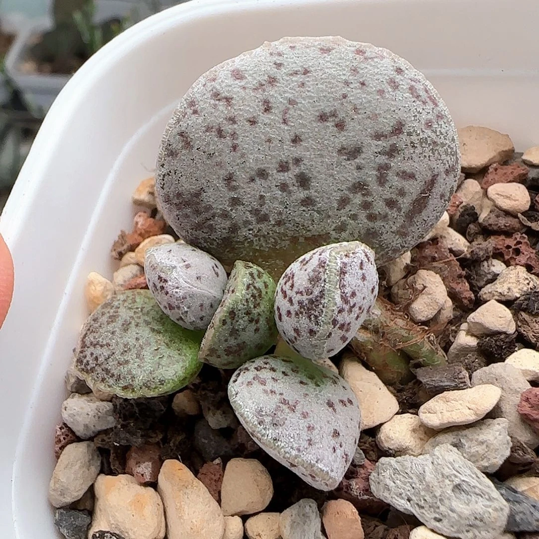 芝麻蛋水泡多肉植物