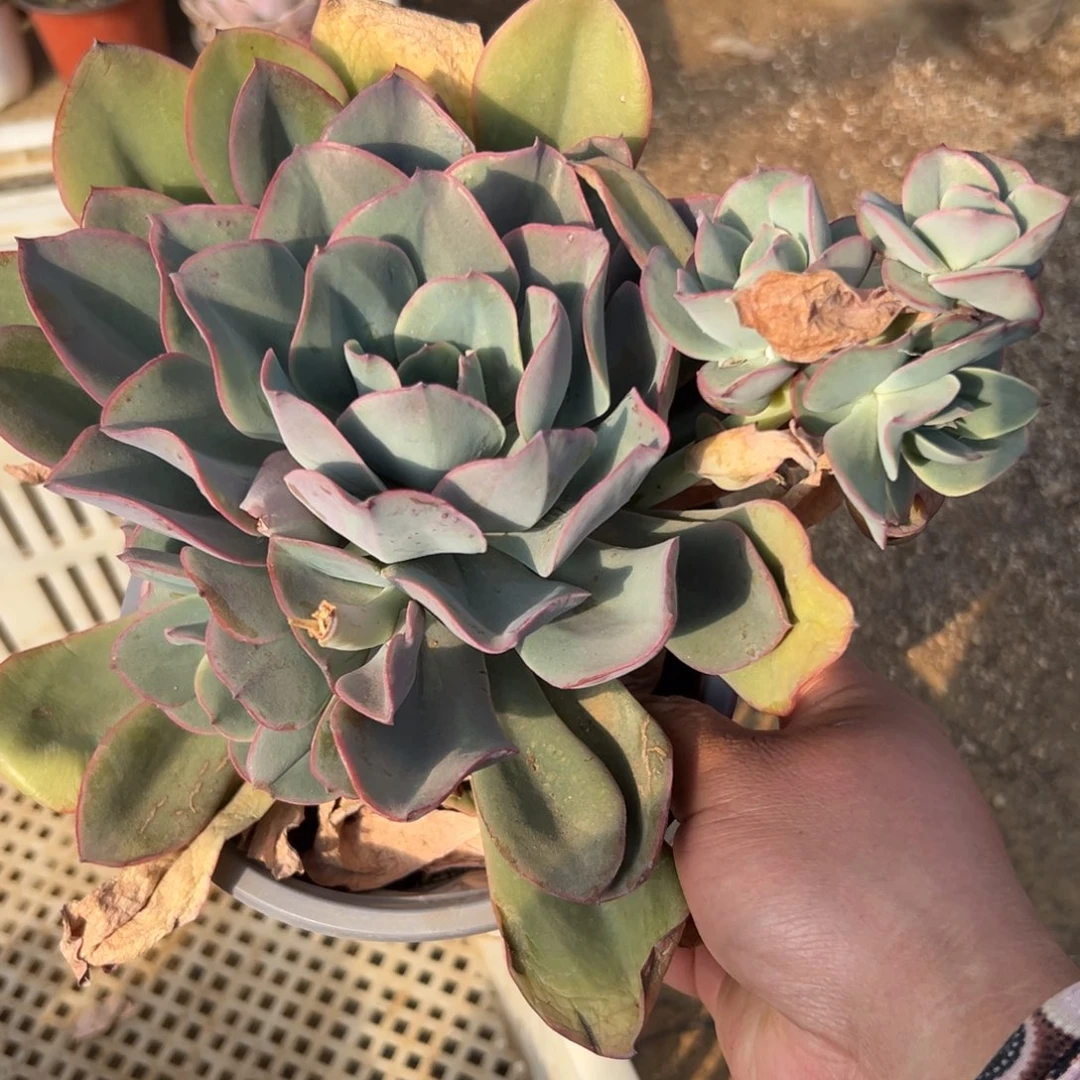 多肉植物多肉植物