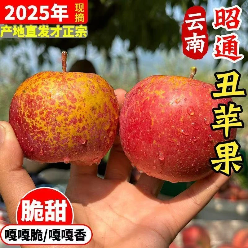 正宗云南昭通丑苹果新鲜脆甜多汁现摘当季水果