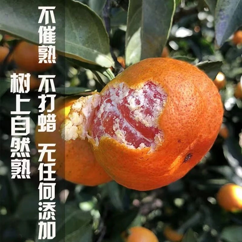 【正宗涌泉蜜桔ZZ】浙江临海涌泉蜜桔产地直发包邮橘子当季水果