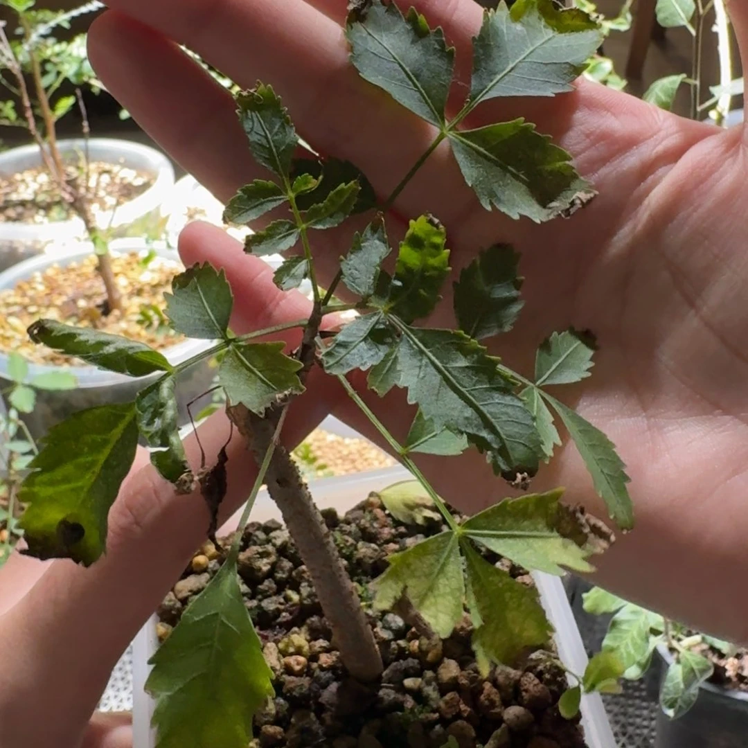 实生狭叶芳香裂榄随机发