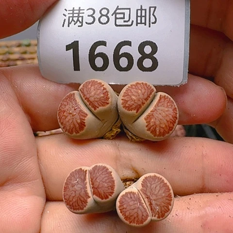 花*?1668菊纹章菊花纹脱土发货