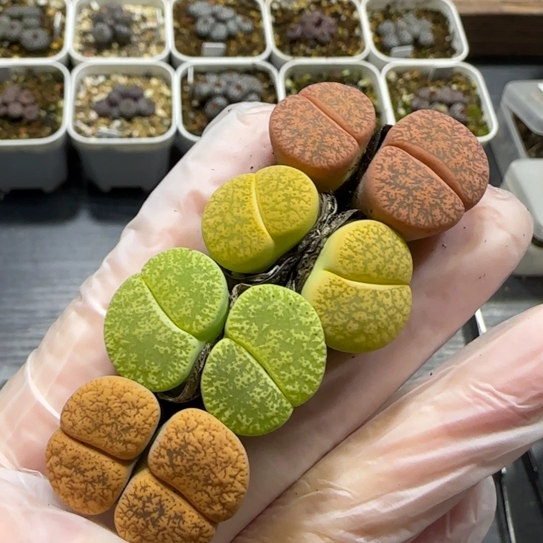 1.5。紫薰彩套4颗 5001