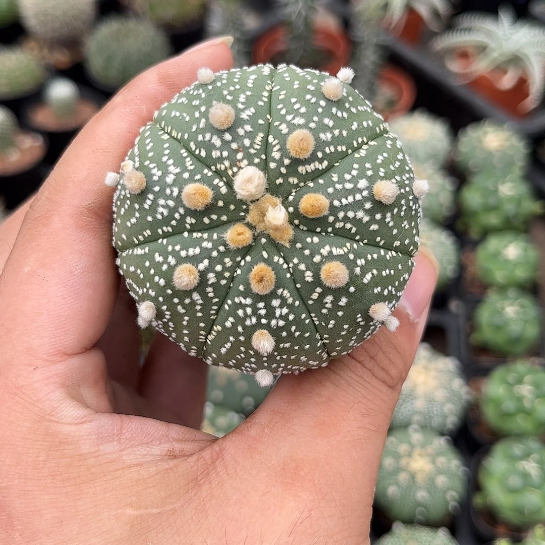 雪花兜实生活单头发货有根