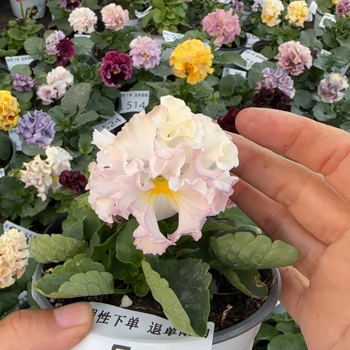 无花朵L547小苗默认苗晃零下5勿拍