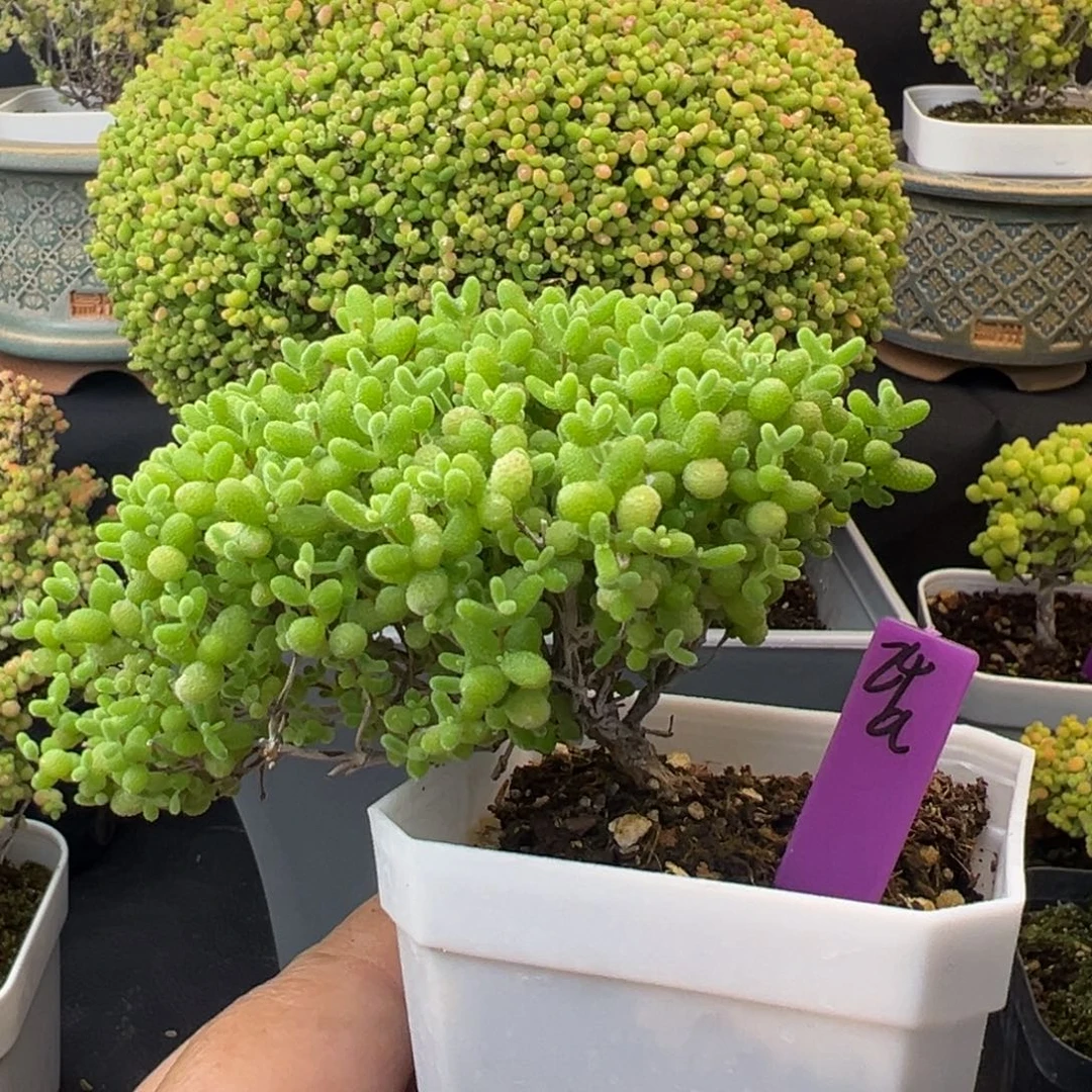 造型桩24a蜜橘糖球7cm盆