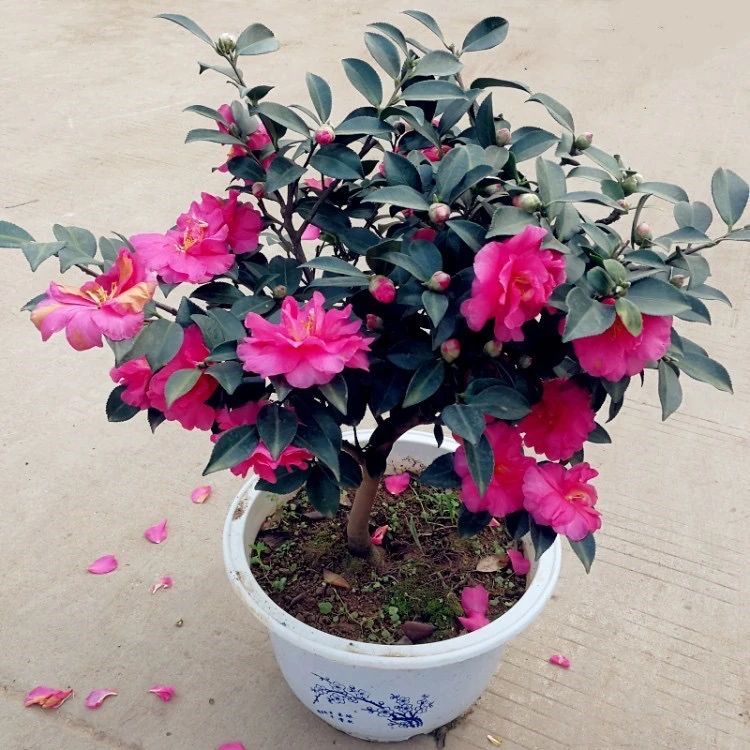 四季常青茶梅耐寒开花植物庭院别墅