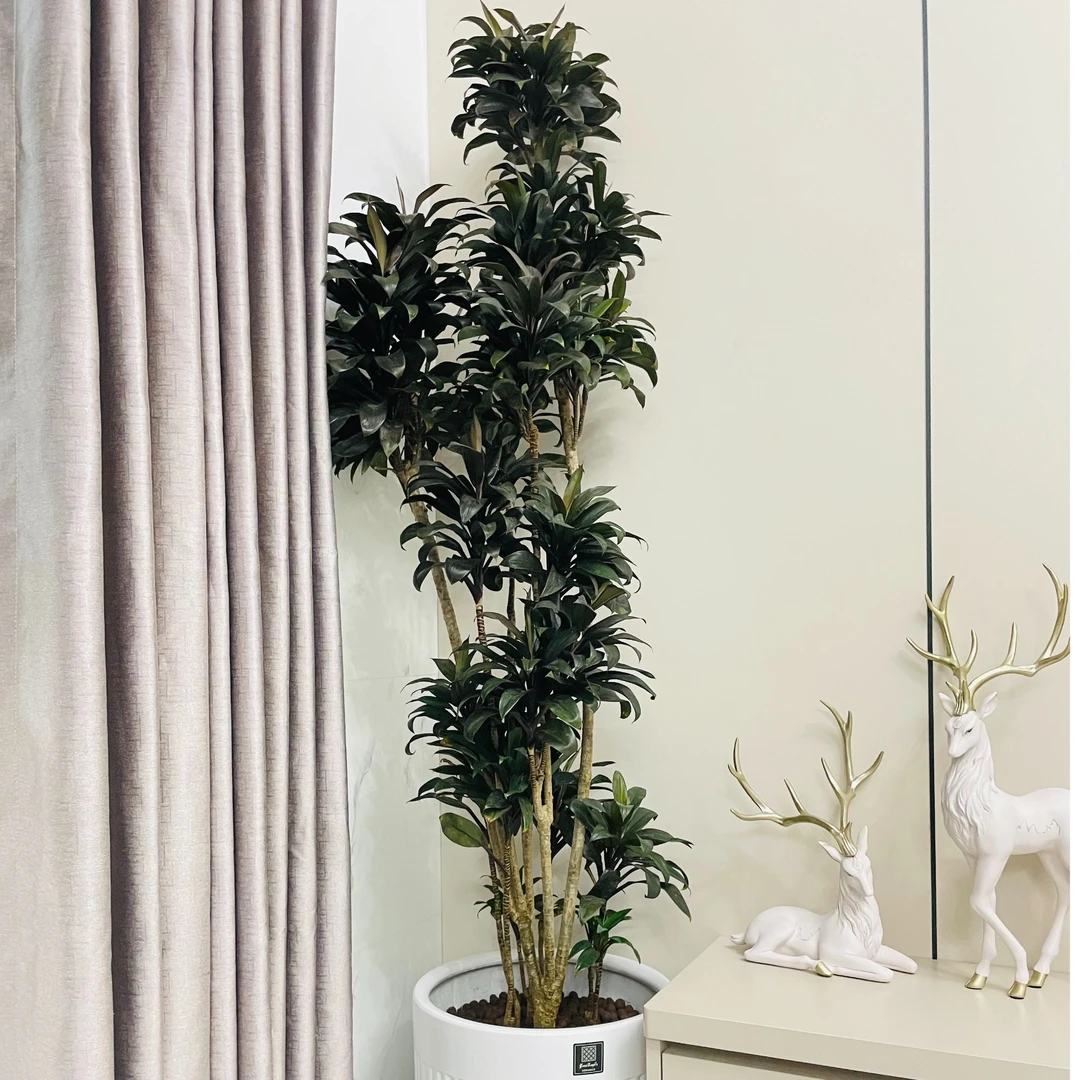 娃娃朱蕉南天竹紫气东来中古风室内绿植客厅绿植盆栽好看好养活