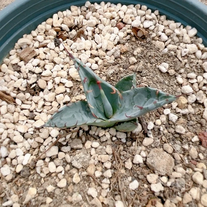 D*j赖光测芽龙舌兰包邮