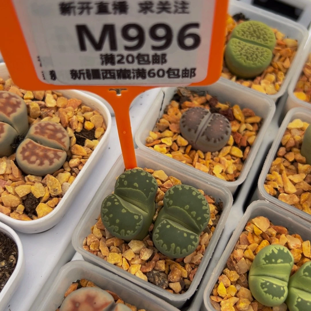 996 一物一拍，默认有伤，介意勿拍，不退不换