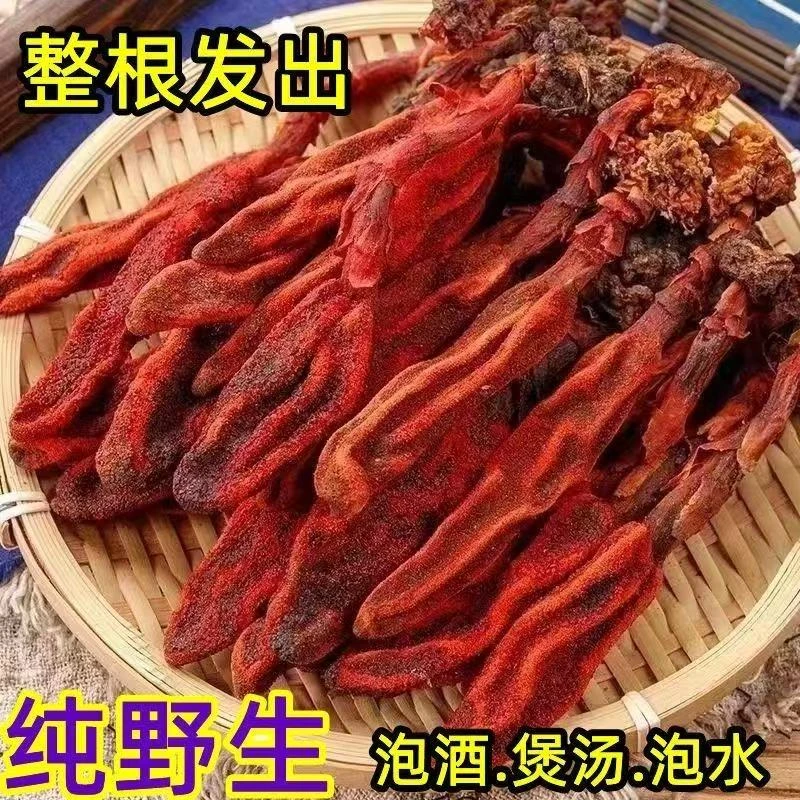 云南特产蛇菰菌文王一支笔顶天红干货泡茶泡酒材料煲汤