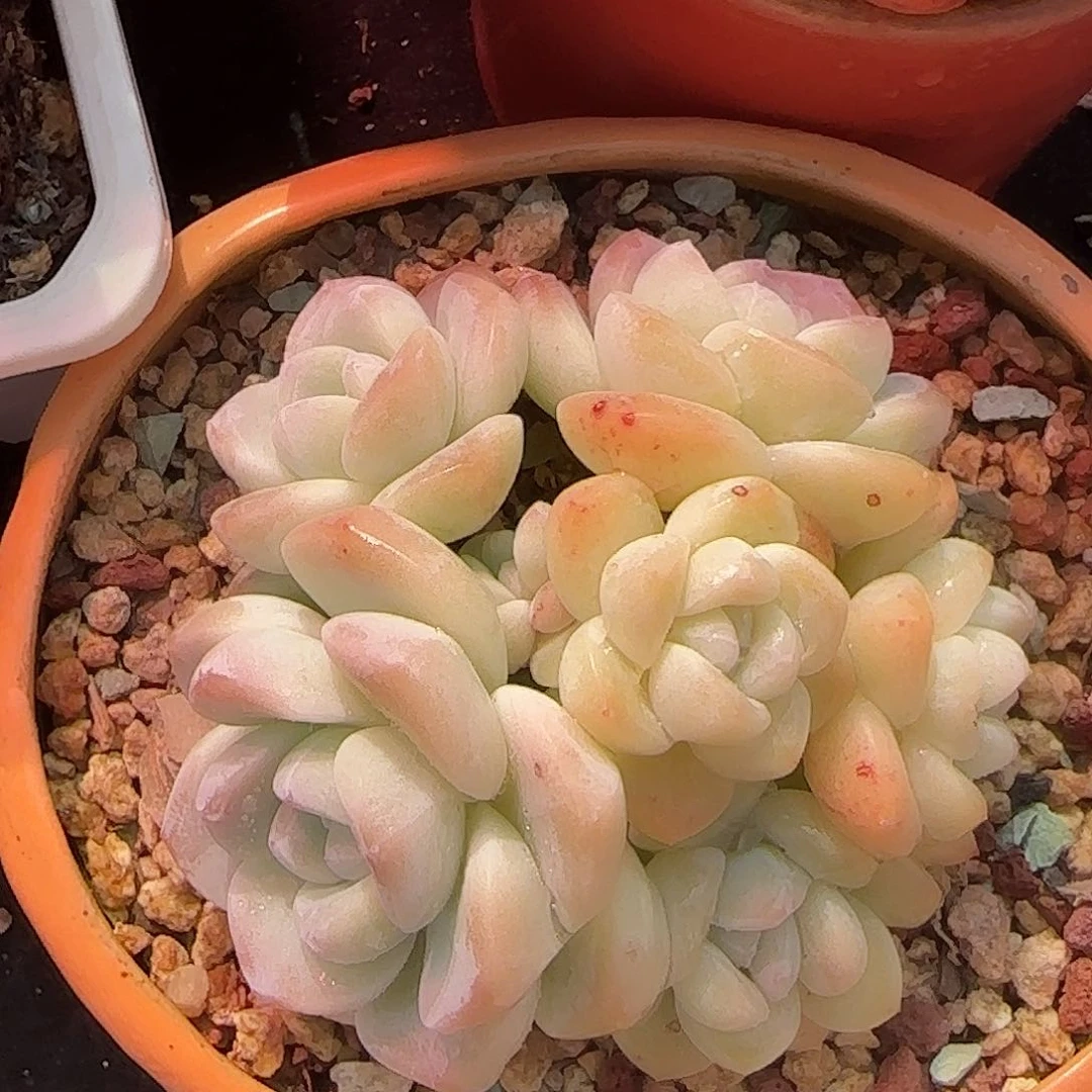 奶油冰玉七头一物一拍