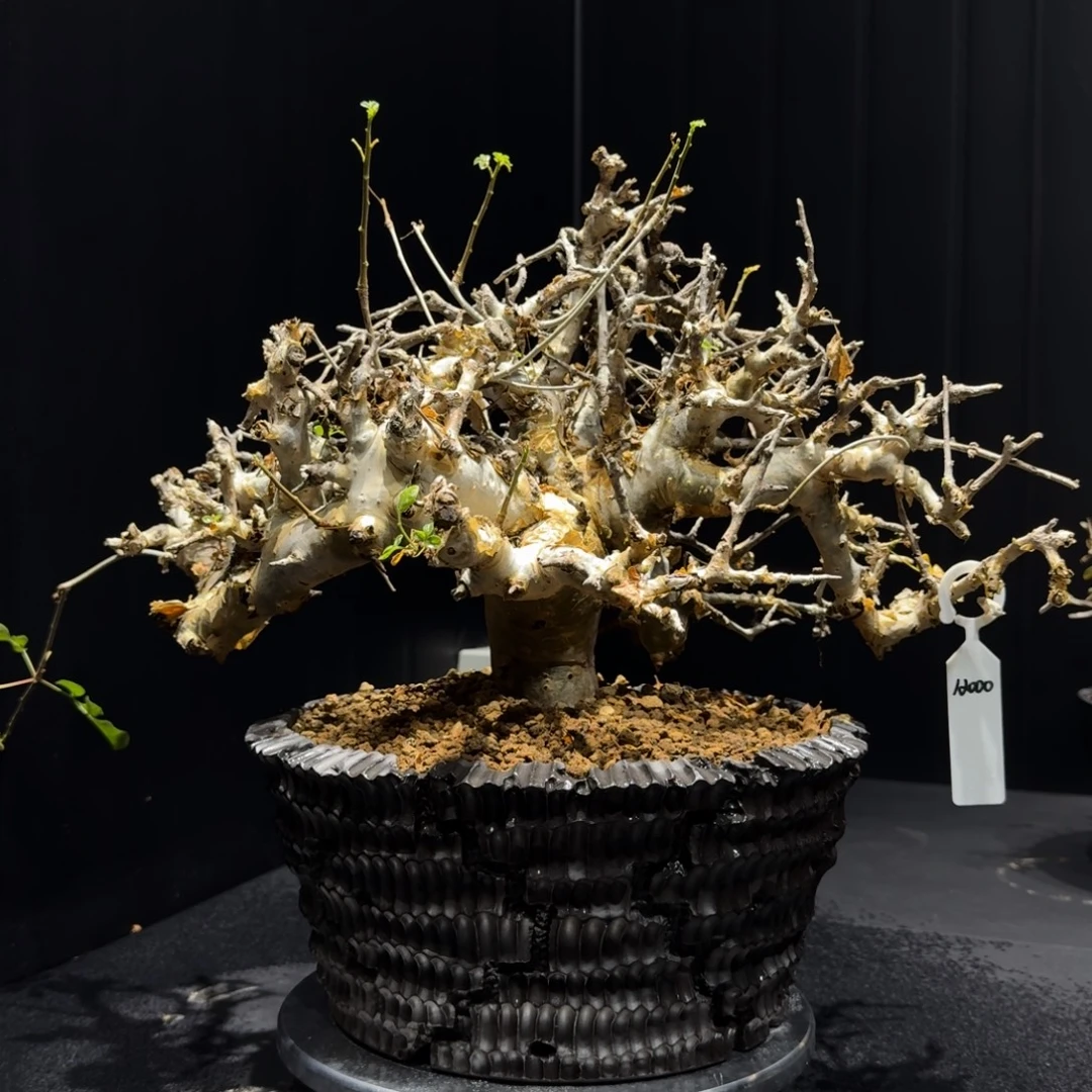 D***o黄金橄榄定金哈哈