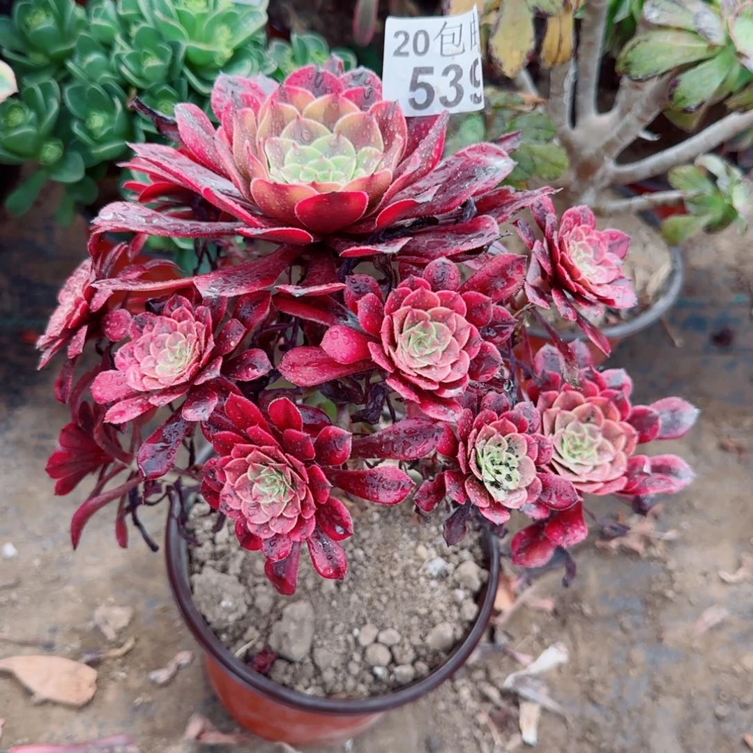 铜壶黄锦539满20包邮断枝不包