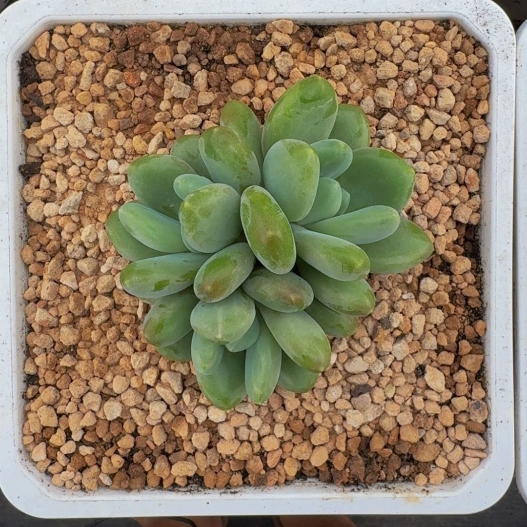 奶龙 3头 一物一拍