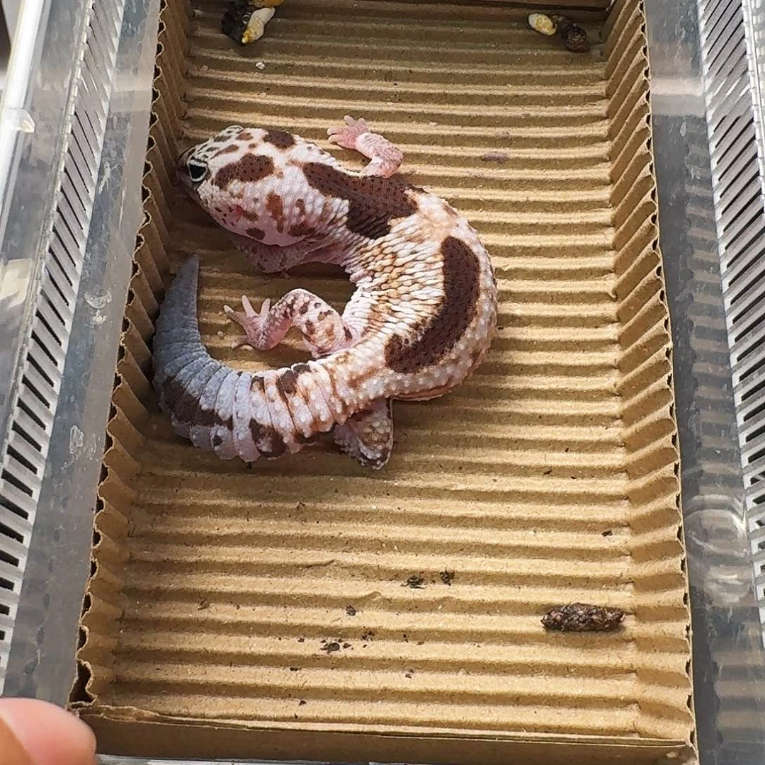 肥尾守宫奶牛祖鲁h66奥利奥，搞起开！