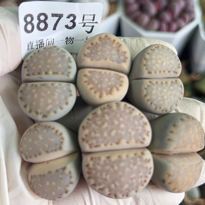 8873五年超级大饼干6个2.5-3cm
